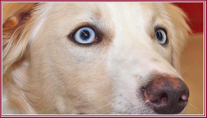 Blue- eyed dog