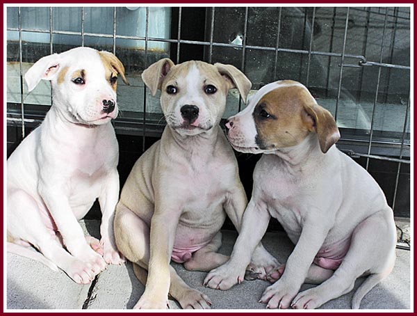 The Three Amigoes, purebred Am Staf pups whose BYB owner sent his children to sell alongside a busy highway.