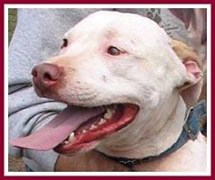 Brutus is a sweet-natured 2-year-old pit bull who obviously gets along with other dogs!
