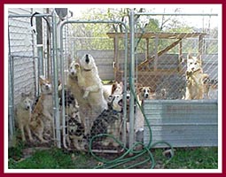 Some of the dogs who greeted prospective buyers answering the classified ads