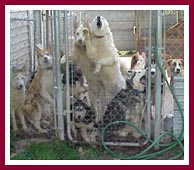 These are just a few of the 76 dogs who called this backyard pen home.