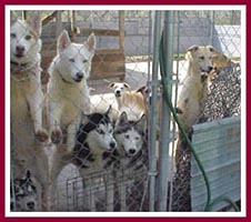 Some of the 76 mostly large breed dogs living in the small backyard of an animal hoarder who was reported by a visitor.