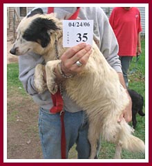 Misty was a victim of a hoarder. She shared a small yard with 76 other dogs, over half of whom had been bred and born onsite.