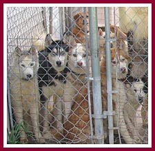 These dogs are actually from a hoarder situation, but bunchers and dealers are notorious for keeping as many dogs in as little space as possible.