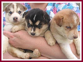 A member of the Drive To Save Lives team holds three of the youngest pups born onsite.