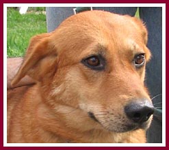 Taffy is a sweet lab mix.