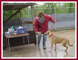 Volunteers from the Washington County Humane Society did some rudimentarly temperament testing of as many dogs as they had time for.