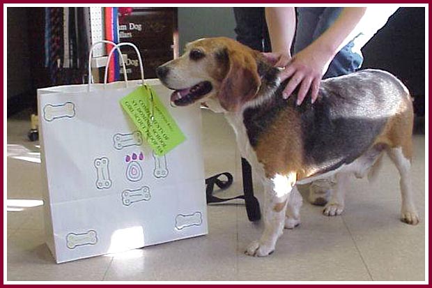 Willard, the 16-year-old beagle, and the goodie bag he took home with him.
