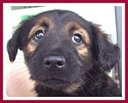 Kerri, one of the pups rescued in this case.