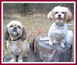 Bentley and his adopted "brother," Chewie.