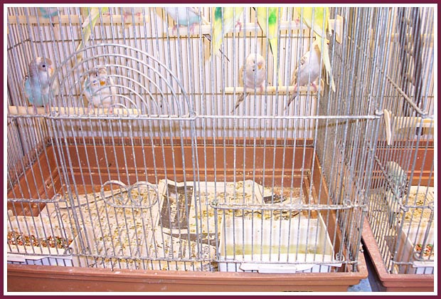 Pet Store parakeets in a crowded, filthy cage.