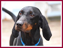 Black and tan coonhound