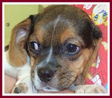 Boogie the "puggle" only has three paws because his mom chewed one off in frustration at being caged at Pet Haven, the largest puppymill in Wisconsin.