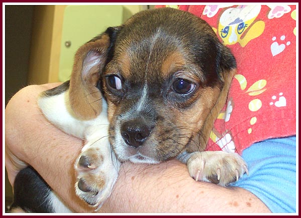 Boogie the puggle had his foot chewwed off by his overstressed mother.