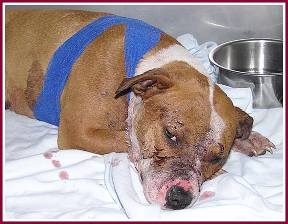 This pitbull was used as a bait dog in a pitbull fighting ring. After her rescue, her vet bills ran well over $1000.
