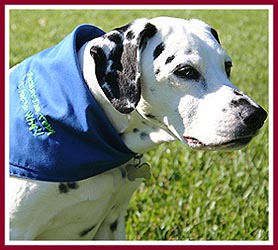 Toby was the Official Bandanna Model for Fur Brained Ideas.