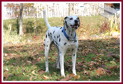 Toby loved his yard.