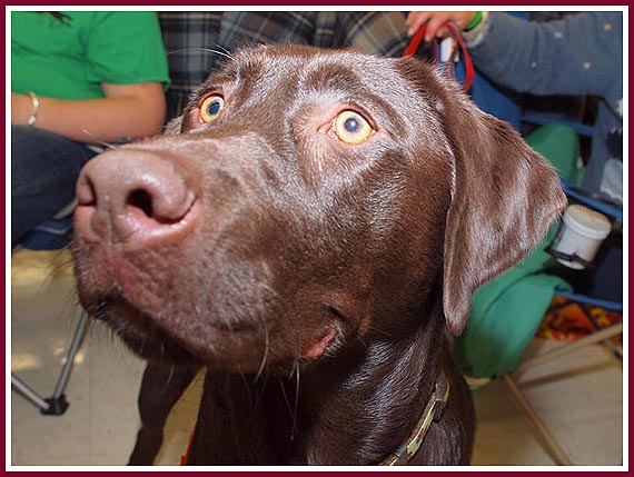 Kali, a purebred chocolate lab, was surrendered at age 7 months to a shelter because her owners did not want to be bothered training her.