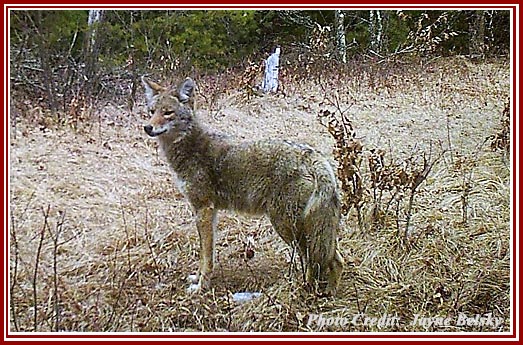 Coyotes are a frequent target of so-called killing contests.