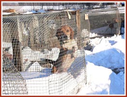 Hunting dog in snow-filled run