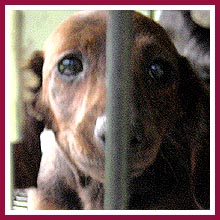 Puppymill dachshund pup.