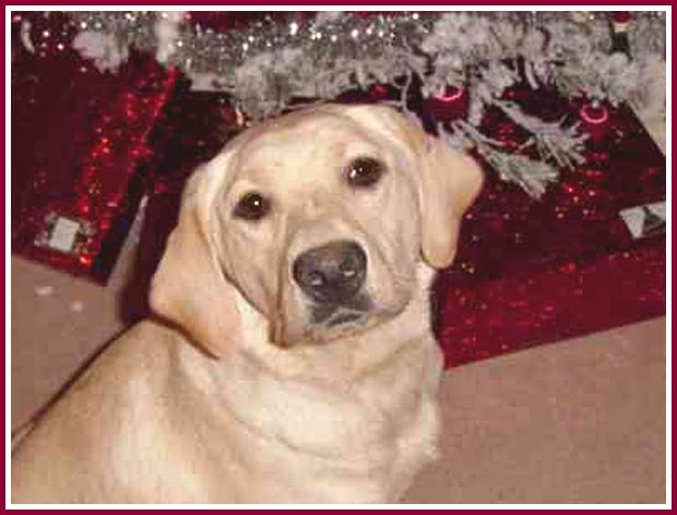 Goldie the golden retriever was purchased as an adult from Gerald Schulz at Pretty Penny Kennels.