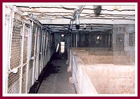 Inside the barn at Pretty Penny Kennel