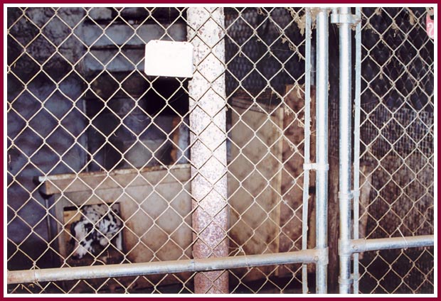 Dalmatian mama in whelping pen.