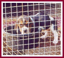 A skinny little beagle puppy at the WI puppy mill described in this article.