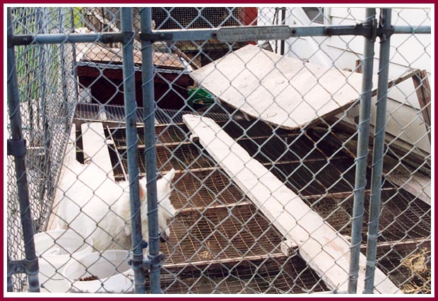 Small dog - large wire mesh bottom of cage.