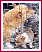 Mama Corgi and pups in cage barely big enough for her to turn around in.