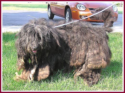 Dog rescued from a hoarder situation.