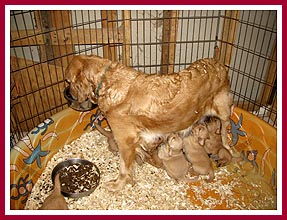 Mama golden retriever and pups in plastic swimming pool kept in breeder's bathroom. June 2009