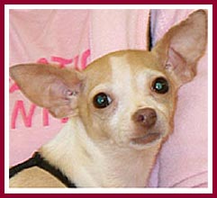 Chica was a puppy mill breeder dog.