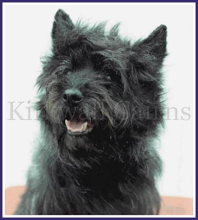 Kirkwalls Tess of Timberlake, better known as Treacle, was the first dog bred by Kirkwall Cairns.