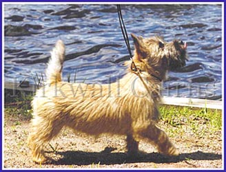 Kirkwall Cairns Fresca enjoying a stroll by the lake.