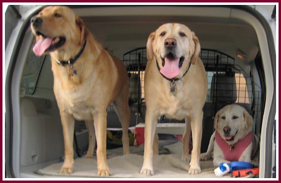 Lilly, in the pink vest, with her two canine brothers, Sam and Tucker