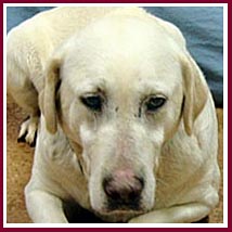 A puppy mill rescue golden lab like the ones recently rescued in Pierce Co, WI