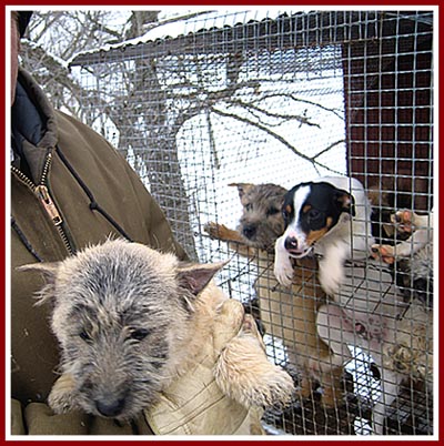 The miller is wearing a heavy jacket and gloves, while the puppies shiver in wire mesh cages in the snow.