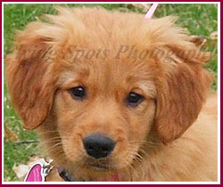 Lucythe Golden Retriever pup