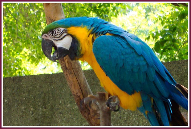 Macaw+parrot+blue+and+gold