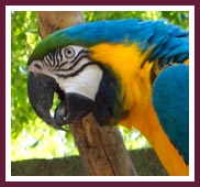 A blue and gold Macaw.