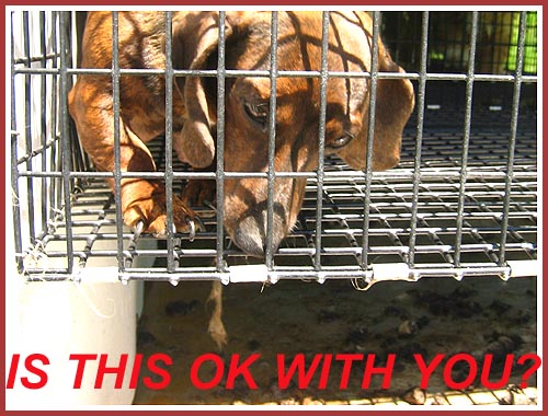 A pregnant dachshund in a wire mesh cage suspended over a tray full of filth.