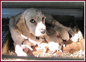 Mama and 2 week old pups, near Eau Claire WI, 2010