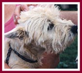 This mama Westie has orange fur from the rust on the wire mesh of her cage.