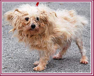 Maltese mama dog from puppy mill