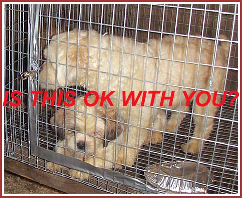 Dogs in wire cages awaiting sale from one mill to another.