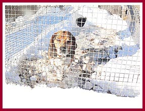 Beagle in the snow -- WI breeder, December 2010