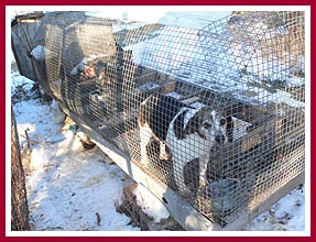 Breeding kennel in WI, Dec. 2010