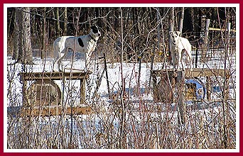 Dogs at a WI breeder tethered to oil drums (March 2010)